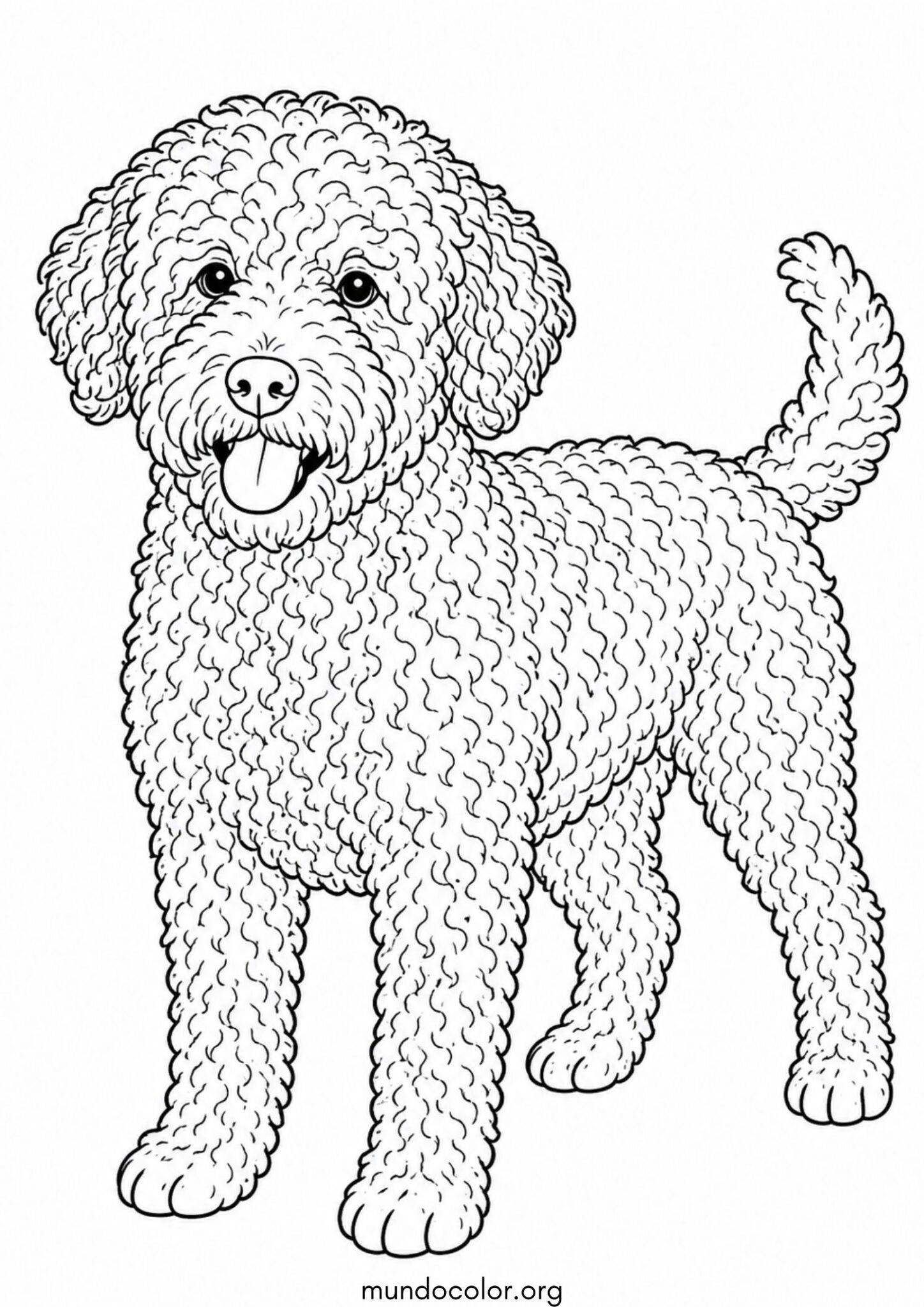 Dibujo de Perro de Agua Español para colorear