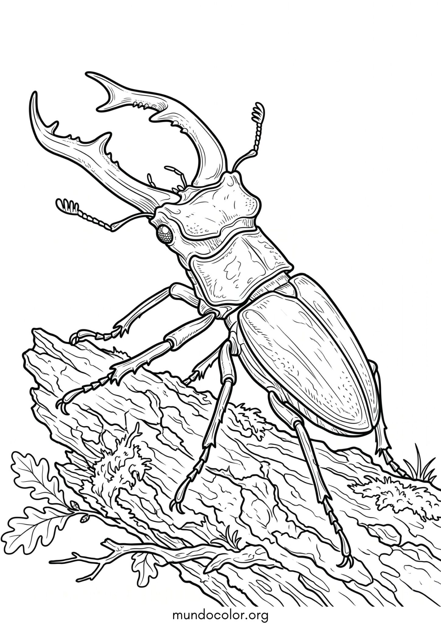 Dibujo de Escarabajo ciervo para colorear