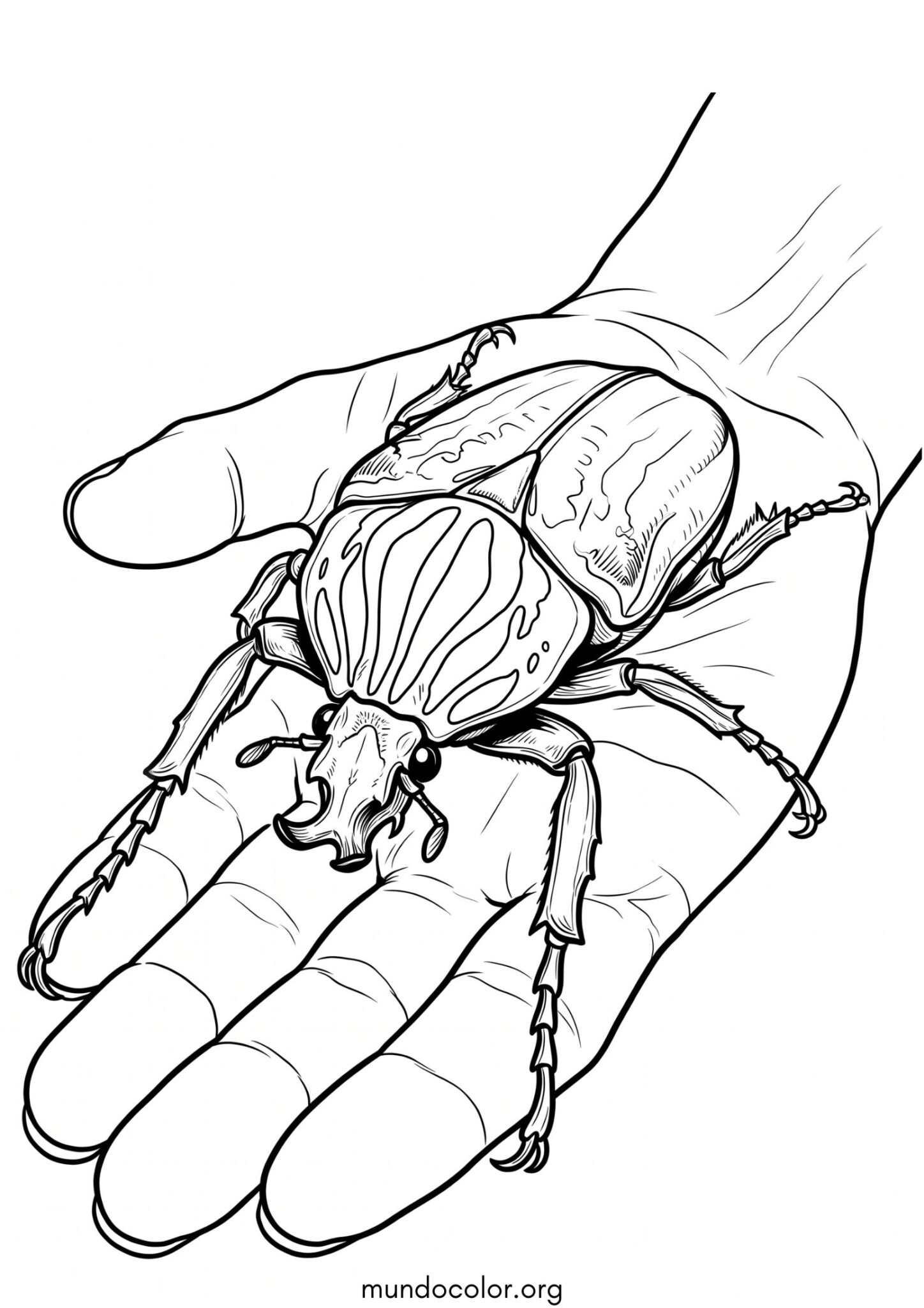 Dibujo de Escarabajo goliat para colorear