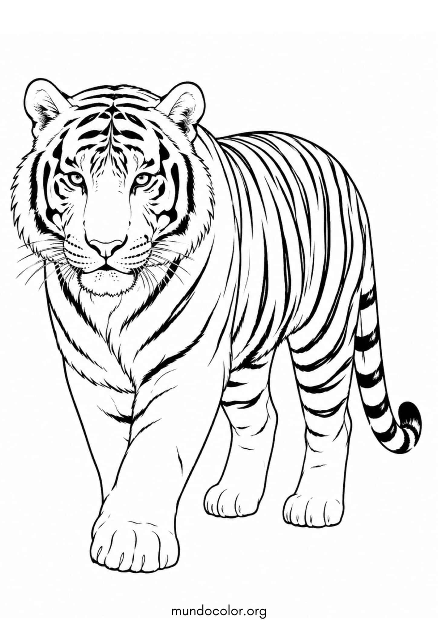 Dibujo de Tigre siberiano para colorear