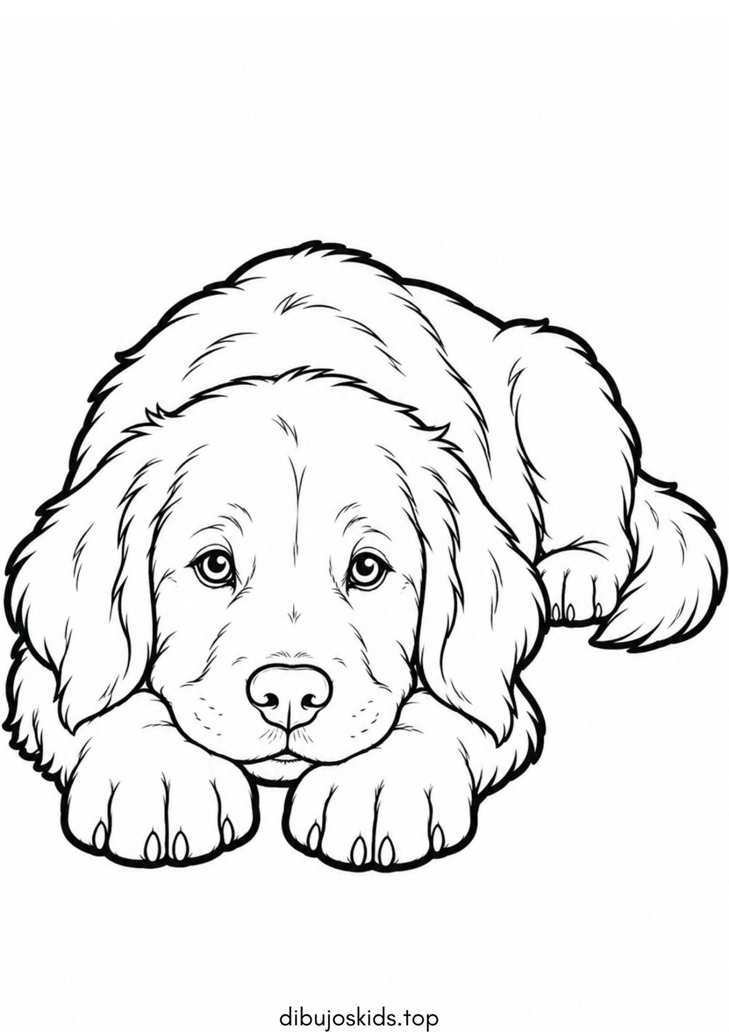 Dibujo de Cachorro de golden retriever para imprimir Dibujo de Cachorro de golden retriever para colorear