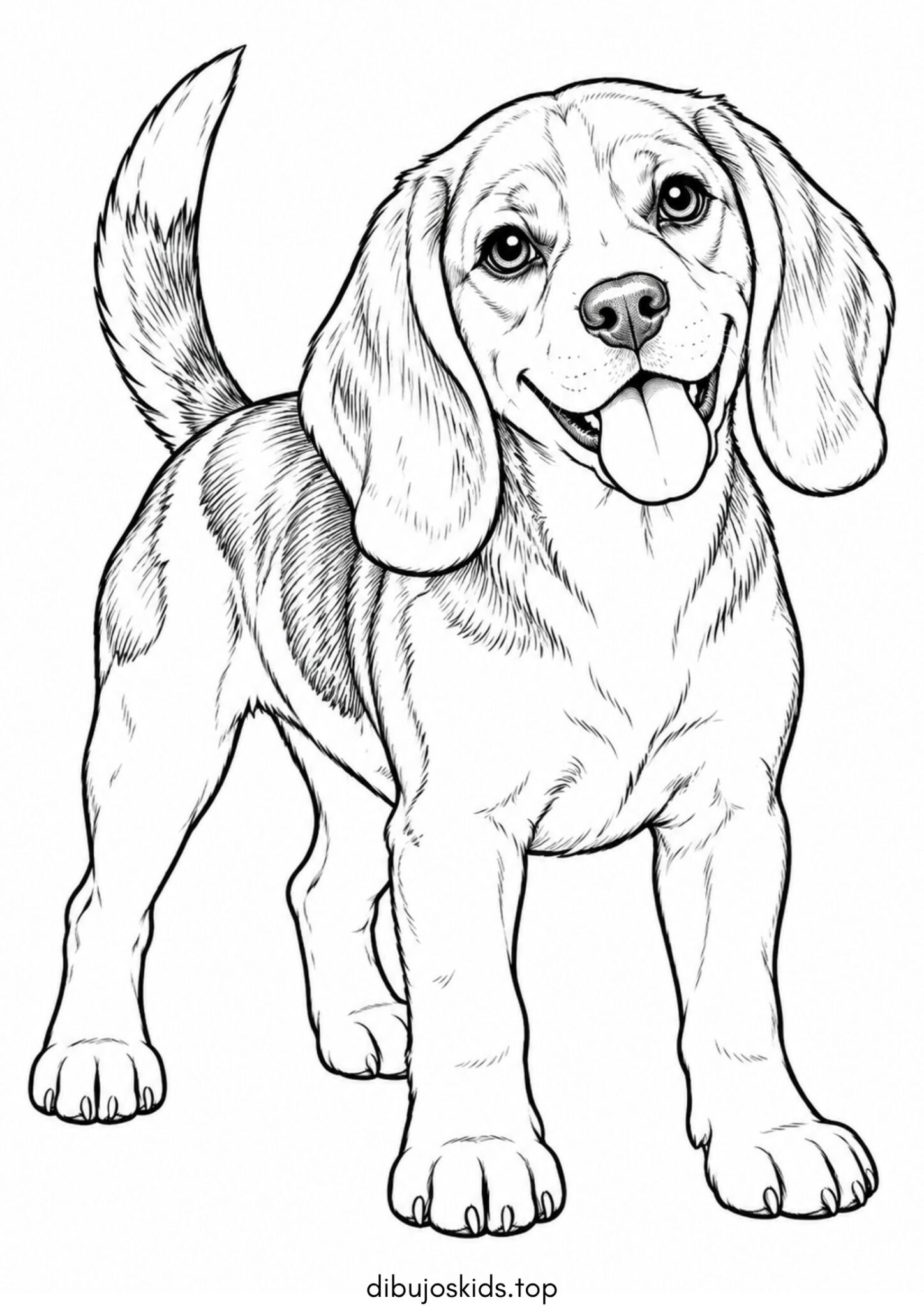 Dibujo de Perro de raza beagle para colorear