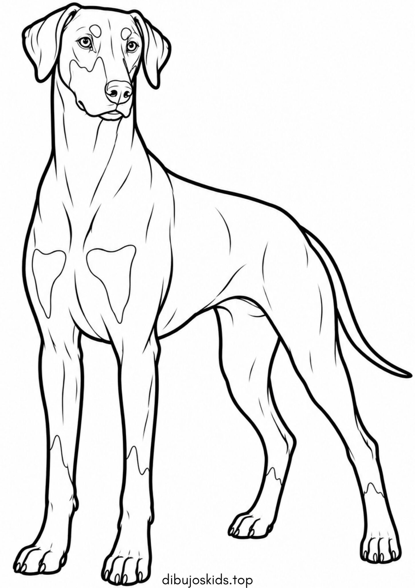 Dibujo de Perro de raza dóberman para colorear