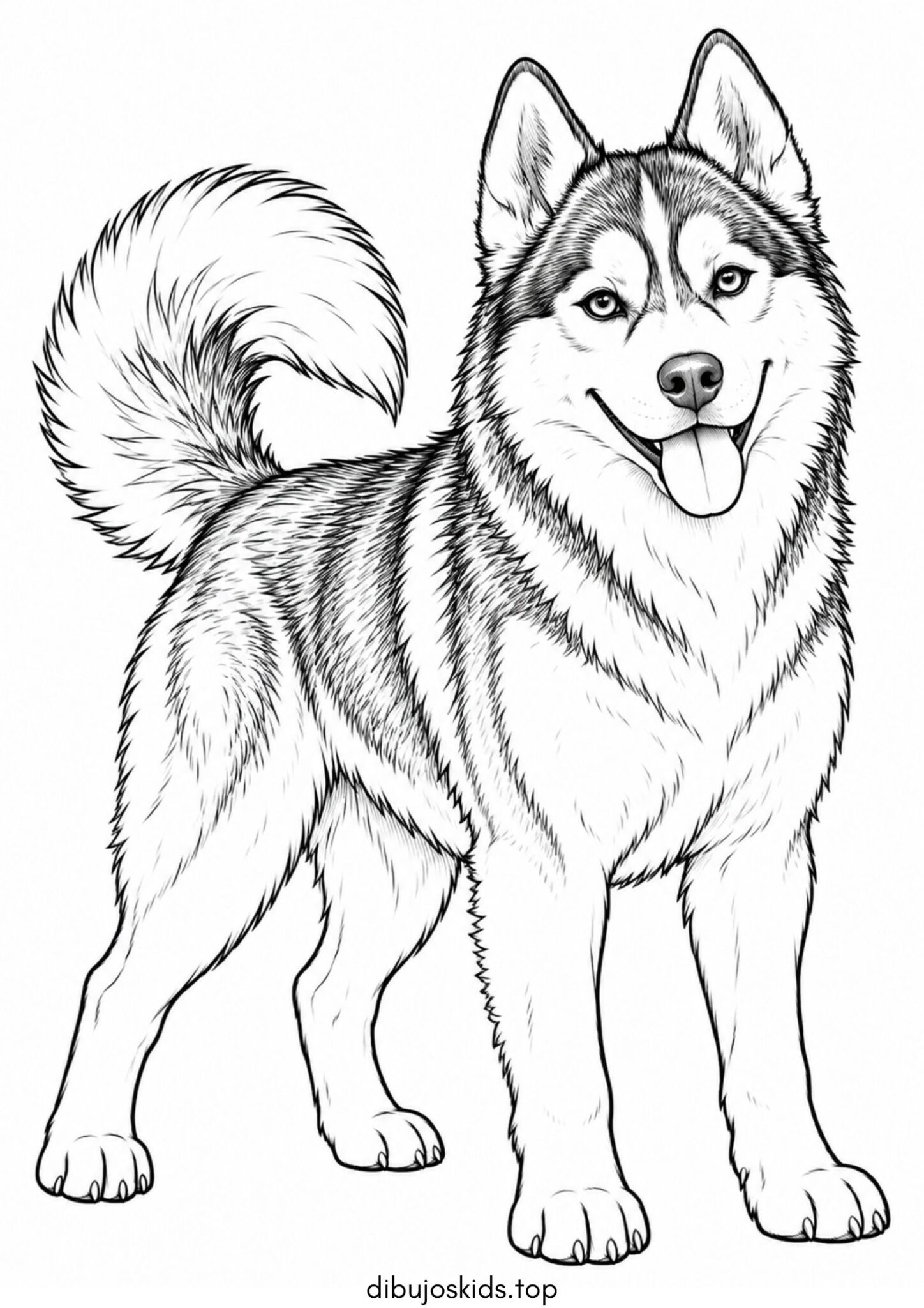 Dibujo de Perro de raza husky para imprimir Dibujo de Perro de raza husky para colorear