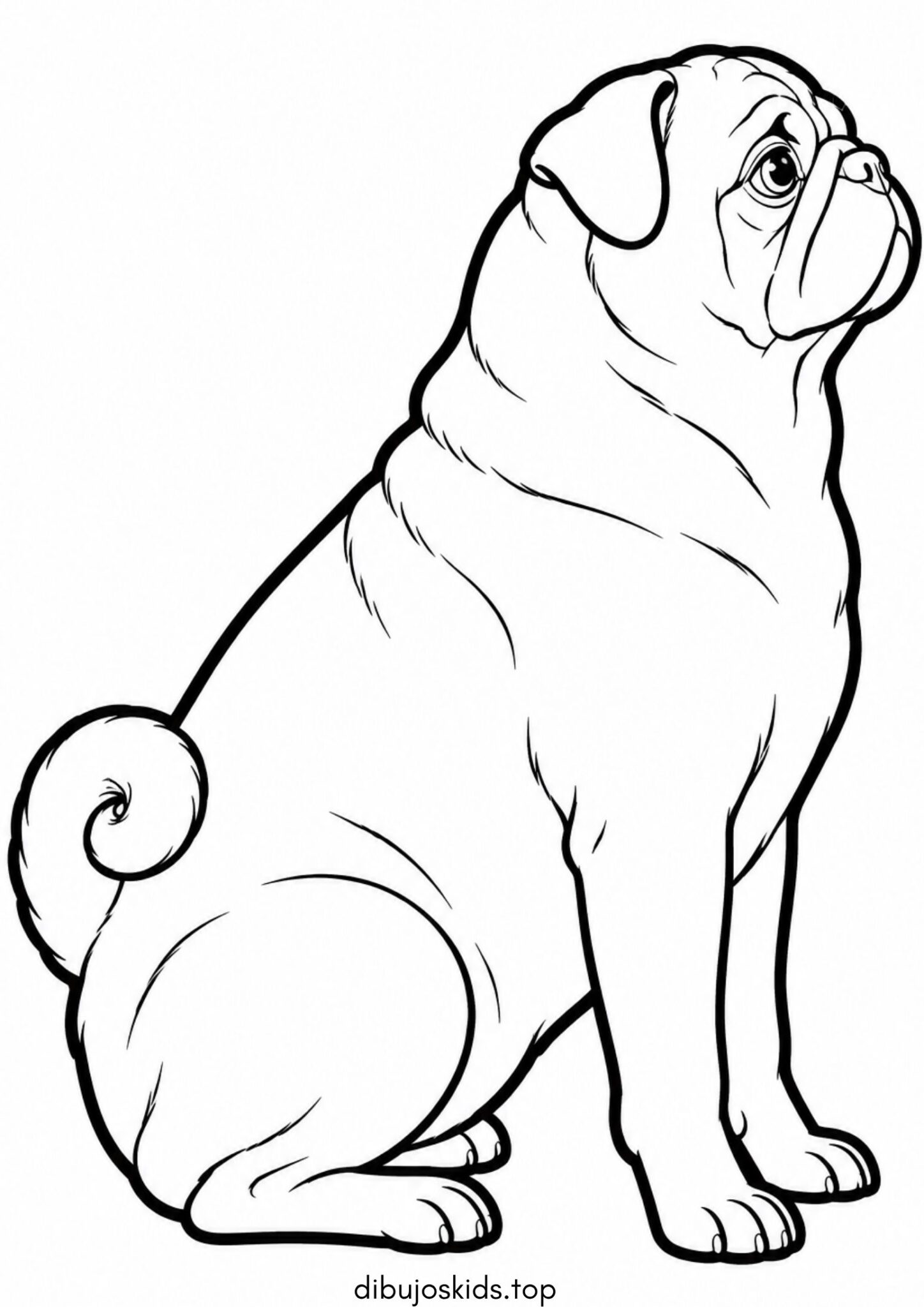 Dibujo de Perro de raza pug carlino para colorear
