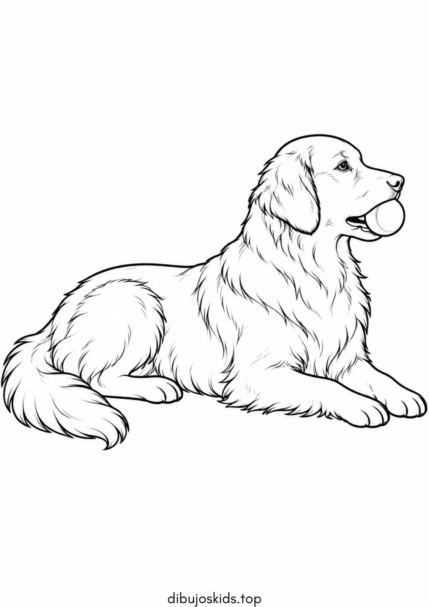 Dibujo de Perro golden retriever con una pelota en la boca para colorear