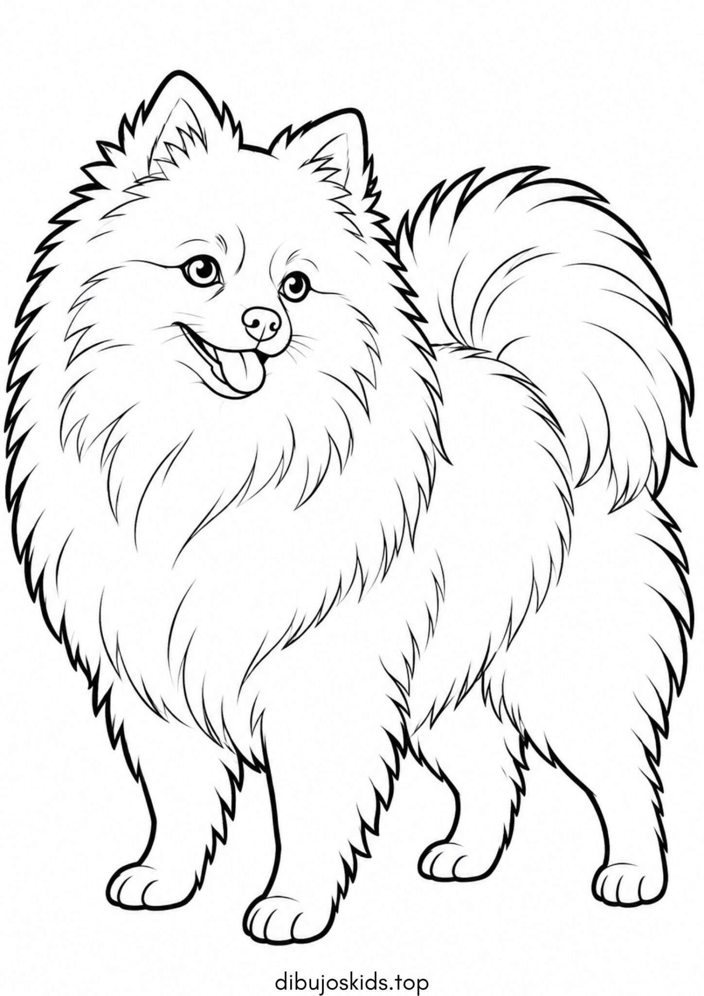 Dibujo de Pomerania peludo para colorear